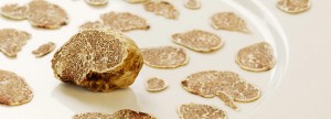 White Alba truffle Mushroom